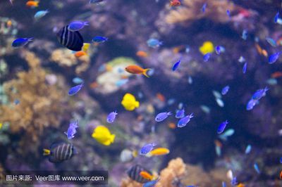 水族館的魚的種類：水族館中常見的魚類種類 水族館的魚的種類：水族館中常見的魚類種類 水族館百科（水族館加盟） 第5張