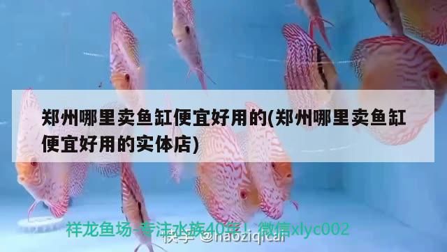 鄭州哪里賣魚缸便宜好用的(鄭州哪里賣魚缸便宜好用的實體店)