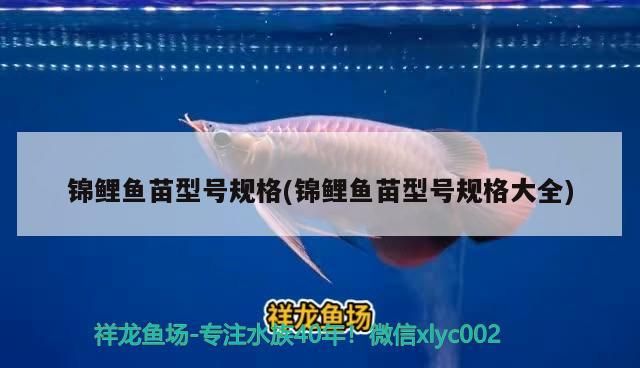 錦鯉魚苗型號規格(錦鯉魚苗型號規格大全)