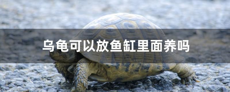 魚缸用增氧泵價(jià)格是多少:魚缸增氧機(jī)-xtrac增氧機(jī)-xtrac增氧機(jī) 烏龜可以放魚缸里面養(yǎng)嗎 元寶鳳凰魚百科 烏龜可以放魚缸里面養(yǎng)嗎 烏龜可以放魚缸里面養(yǎng)嗎 元寶鳳凰魚百科