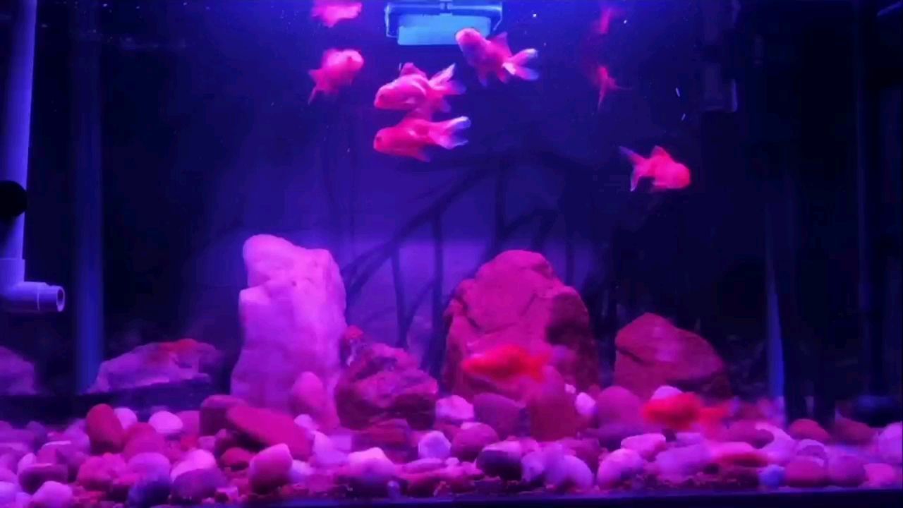 泰安龍魚批發(fā)在哪里啊最近：泰安龍魚批發(fā)在哪里啊最近的地方 泰安龍魚批發(fā)在哪里啊最近：泰安龍魚批發(fā)在哪里啊最近的地方 創(chuàng)寧水族