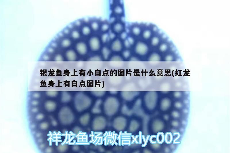 銀龍魚身上有小白點的圖片是什么意思(紅龍魚身上有白點圖片)