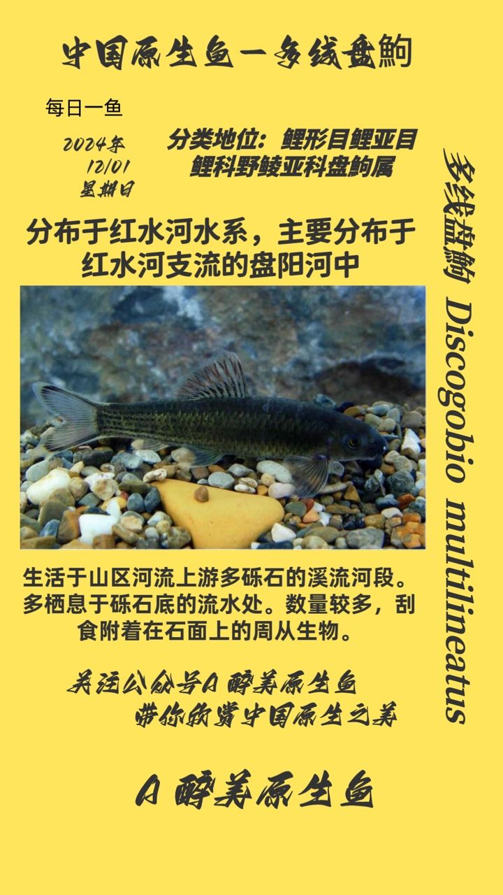多線盤鮈