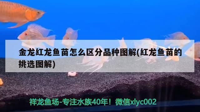 樺甸市勝利街徐敏觀賞魚店
