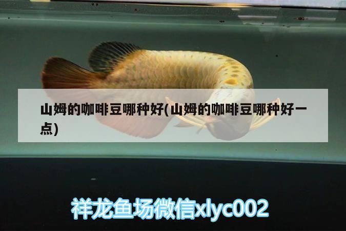 山姆的咖啡豆哪種好(山姆的咖啡豆哪種好一點)