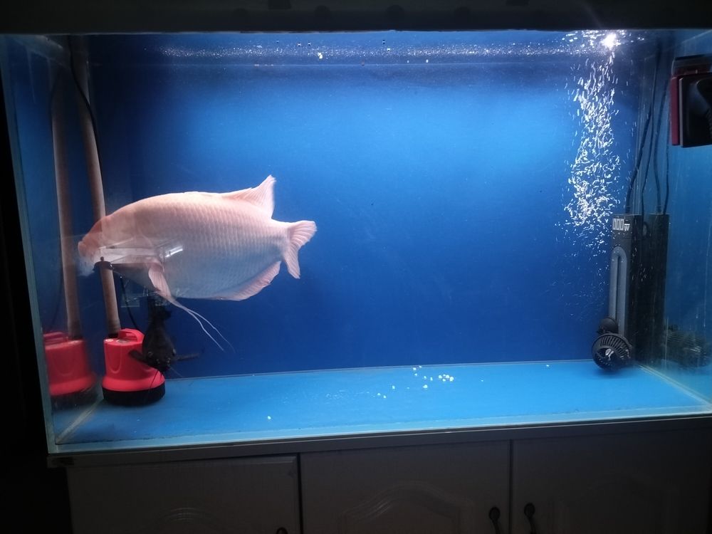 最近發財不吃食 最近發財不吃食 龍魚論壇 第2張