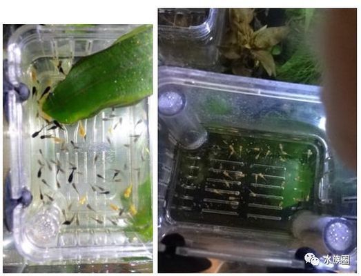 屬牛女命中注定的丈夫，緣分、性格與婚姻的完美契合，屬牛女命定伴侶，緣分性格與婚姻的完美契合解析