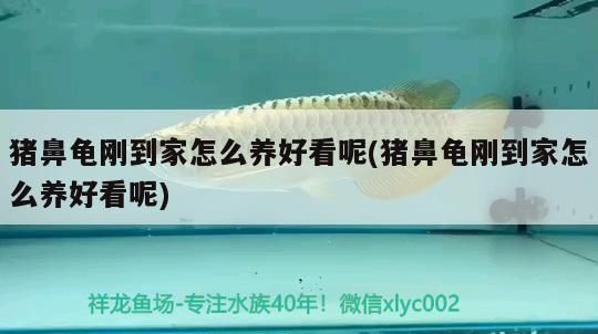 豬鼻龜剛到家怎么養(yǎng)好看呢(豬鼻龜剛到家怎么養(yǎng)好看呢)