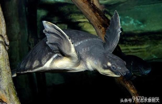 豬鼻龜飼養環境圖片欣賞：豬鼻龜是淡水龜還是海水龜