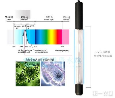 屬馬者放生指南，選擇最適合的魚類，積累福報與吉祥，屬馬者放生吉祥魚種指南，積福轉運的靈性選擇