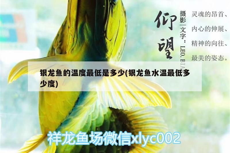 銀龍魚的溫度最低是多少(銀龍魚水溫最低多少度) 銀龍魚的溫度最低是多少(銀龍魚水溫最低多少度) 銀龍魚百科