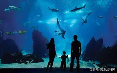 世界最大的水族館在哪個國家？（世界上最大的水族館是喬治亞水族館，是世界上最大的水族館） 世界最大的水族館在哪個國家？（世界上最大的水族館是喬治亞水族館，是世界上最大的水族館） 水族館百科（水族館加盟） 第4張