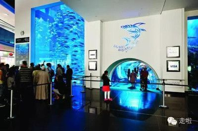 世界最大的水族館在哪個國家？（世界上最大的水族館是喬治亞水族館，是世界上最大的水族館） 世界最大的水族館在哪個國家？（世界上最大的水族館是喬治亞水族館，是世界上最大的水族館） 水族館百科（水族館加盟） 第5張