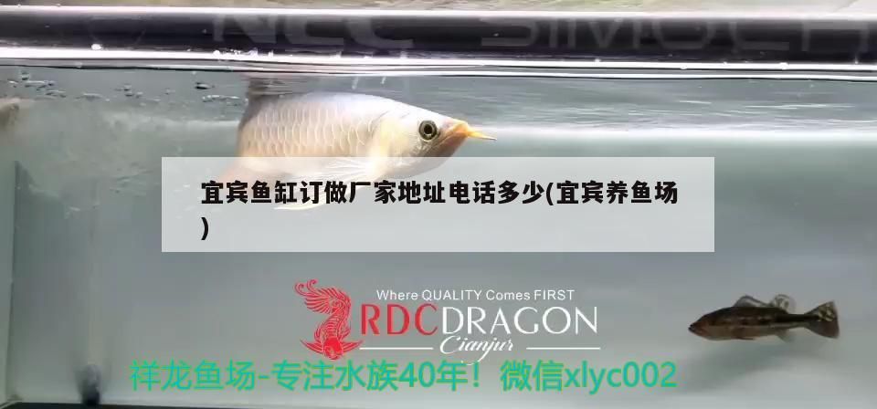 宜賓魚缸訂做廠家地址電話多少(宜賓養(yǎng)魚場)