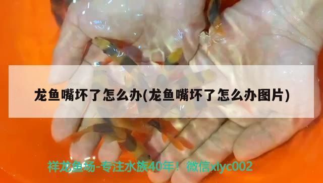 龍魚嘴壞了怎么辦(龍魚嘴壞了怎么辦圖片) 龍魚嘴壞了怎么辦(龍魚嘴壞了怎么辦圖片) 速倍妥魚糧魚藥