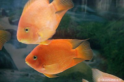觀賞魚最大可以長多大（觀賞魚的最大體長可以從幾厘米到幾十米） 觀賞魚最大可以長多大（觀賞魚的最大體長可以從幾厘米到幾十米） 博特水族 第1張