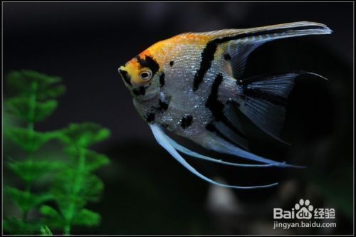 龍魚外寄用藥vs祥龍魚場(chǎng)：龍魚外寄治療效果對(duì)比祥龍魚場(chǎng)專用藥物介紹 龍魚外寄用藥vs祥龍魚場(chǎng)：龍魚外寄治療效果對(duì)比祥龍魚場(chǎng)專用藥物介紹 vs祥龍魚場(chǎng) 第4張