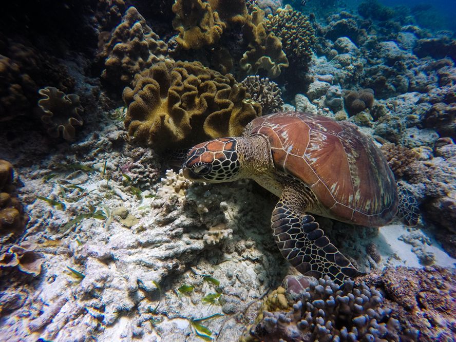 廣州市荔灣區富麗水族市場碧玉水族店