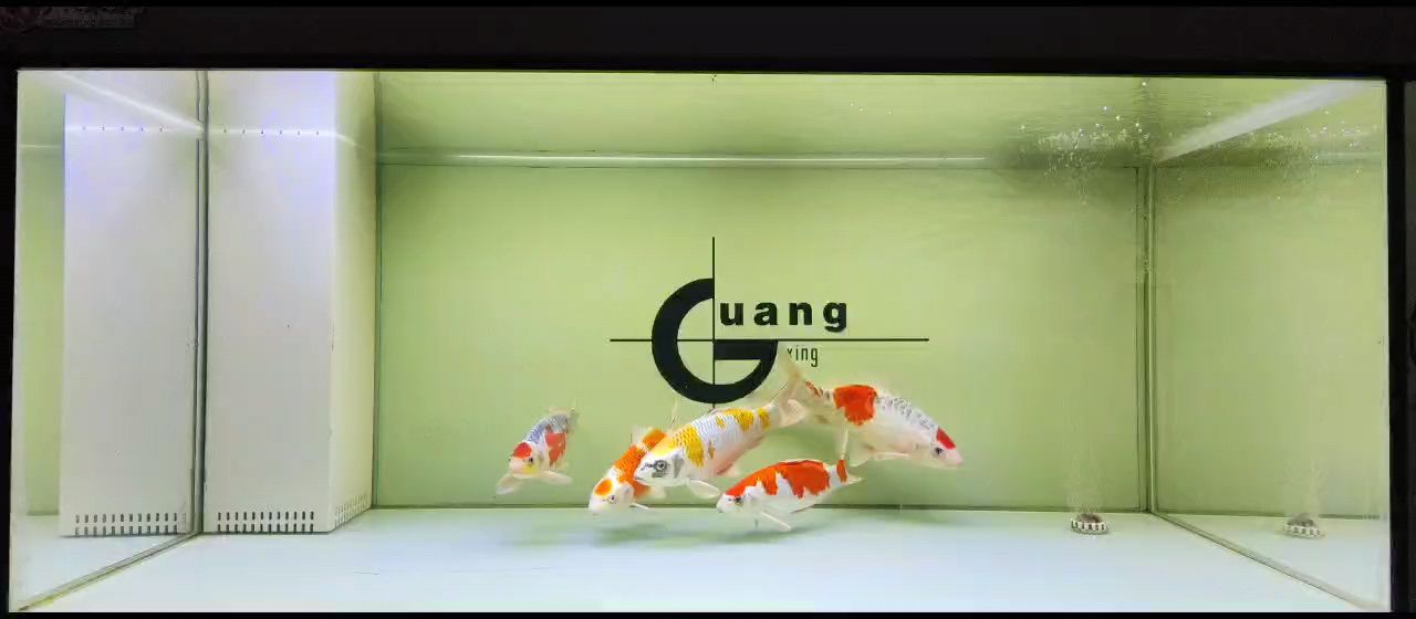 十二月一號 龍魚論壇 第1張 十二月一號 十二月一號 龍魚論壇 第1張