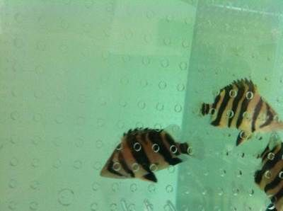 地鐵可以帶觀賞魚（北京地鐵可以帶觀賞魚乘坐地鐵嗎地鐵可以帶寵物嗎）