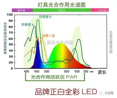 屬龍雙魚女的最終命運，浪漫與力量的完美融合，屬龍雙魚女，浪漫與力量的宿命交響