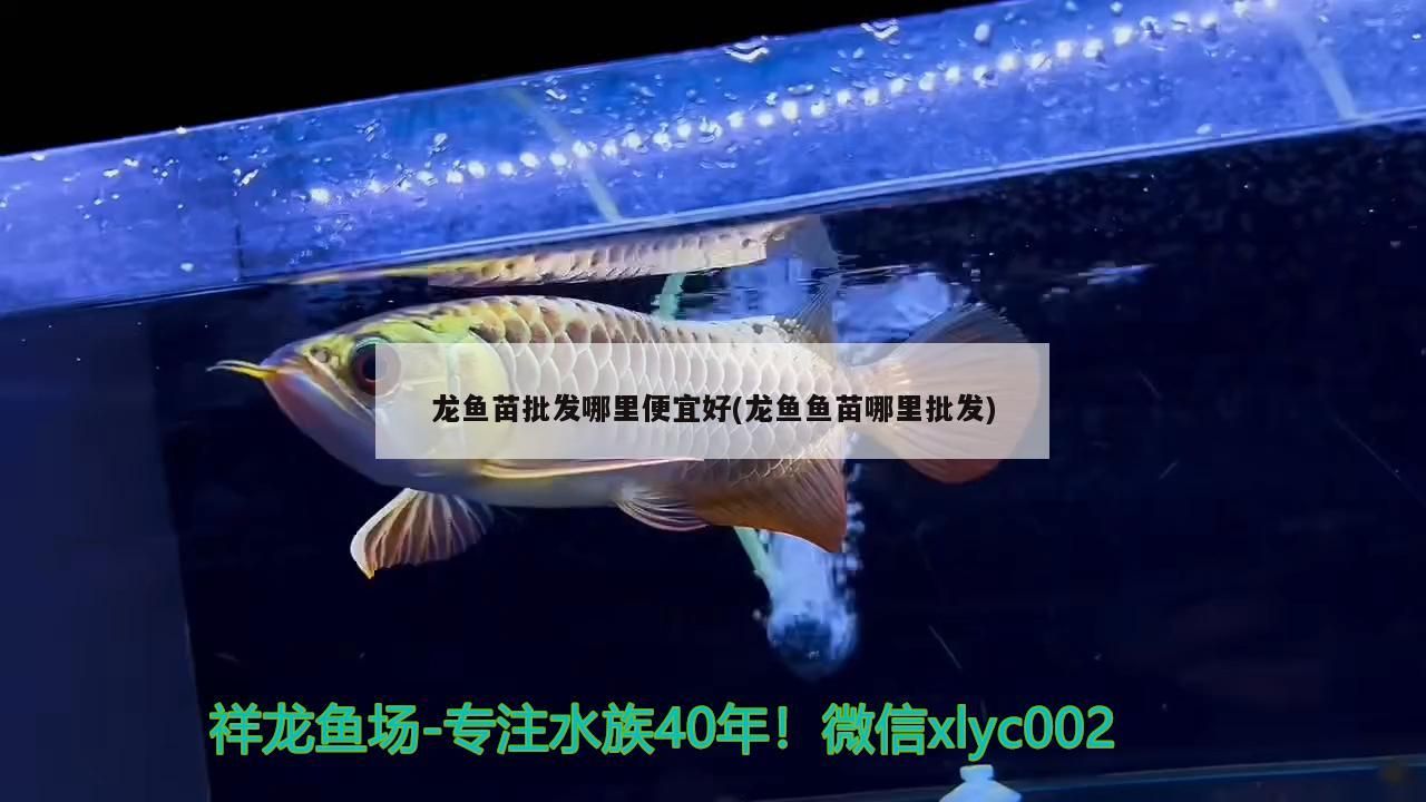龍魚苗批發哪里便宜好(龍魚魚苗哪里批發) 龍魚苗批發哪里便宜好(龍魚魚苗哪里批發) 可麗愛魚缸