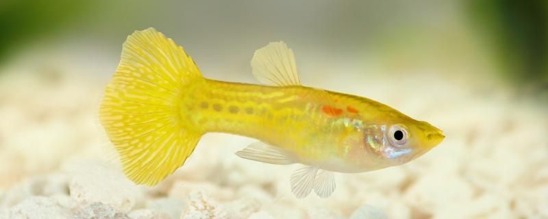 孔雀魚用不用24小時(shí)打氧打氧會(huì)影響休息嗎