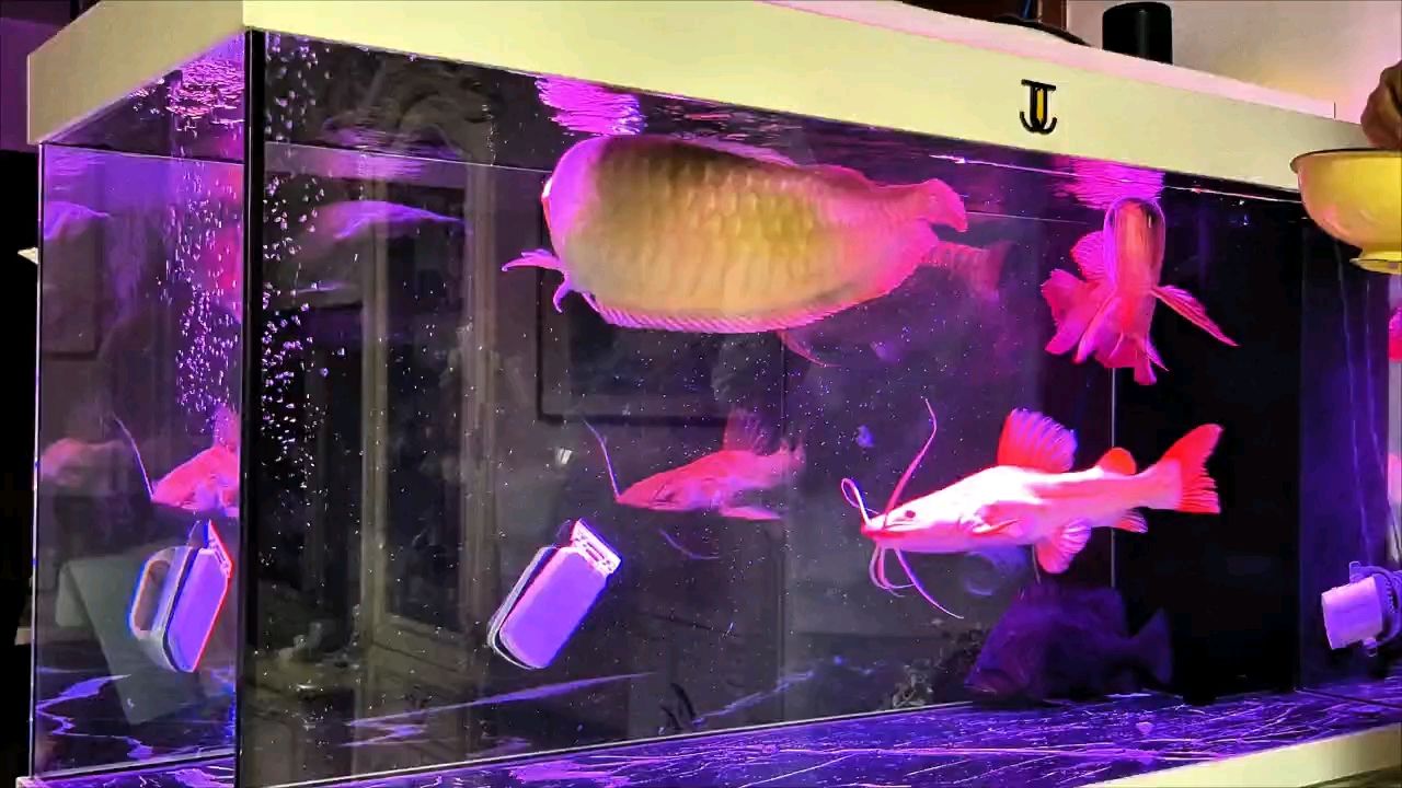 喂魚就是最解壓的方式