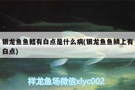 銀龍魚魚鰭有白點是什么病(銀龍魚魚鱗上有白點)