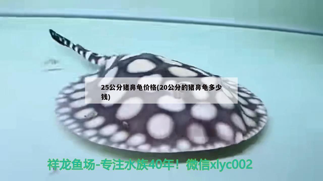 25公分豬鼻龜價格(20公分的豬鼻龜多少錢)