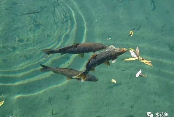 屬龍人養魚的風水講究，一般養幾條魚最旺運？屬龍人養魚風水指南，幾條魚最能旺運？