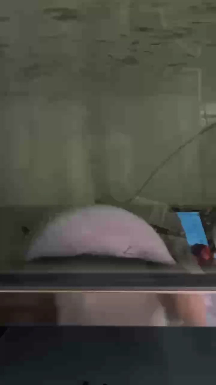 走起 走起 龍魚論壇