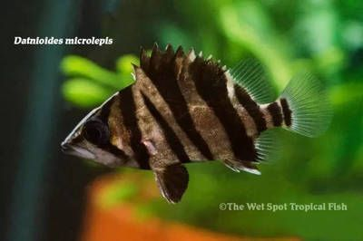 印尼虎魚的壽命是多少年：印尼虎魚的壽命是多少年印尼虎魚的壽命在理想條件下可以達到