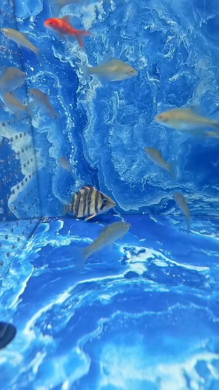 小虎魚眼睛凸出來了，