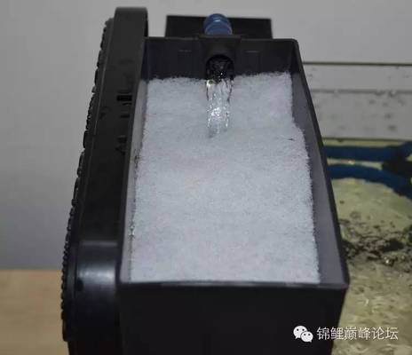 屬龍人干什么掙錢最多？揭秘最適合屬龍人的高收入職業，屬龍人財運揭秘，最適合從事的5大高收入職業 屬龍人干什么掙錢最多？揭秘最適合屬龍人的高收入職業，屬龍人財運揭秘，最適合從事的5大高收入職業 龍魚百科 第2張