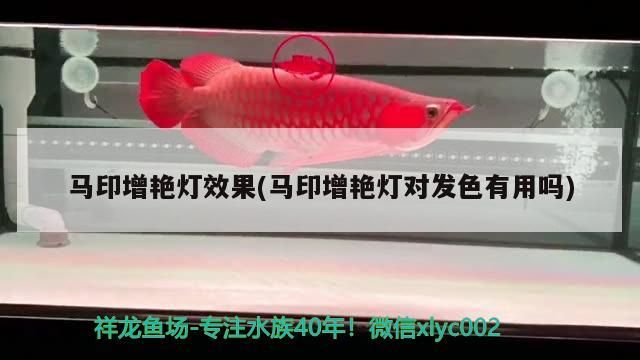 馬印增艷燈效果(馬印增艷燈對發色有用嗎)