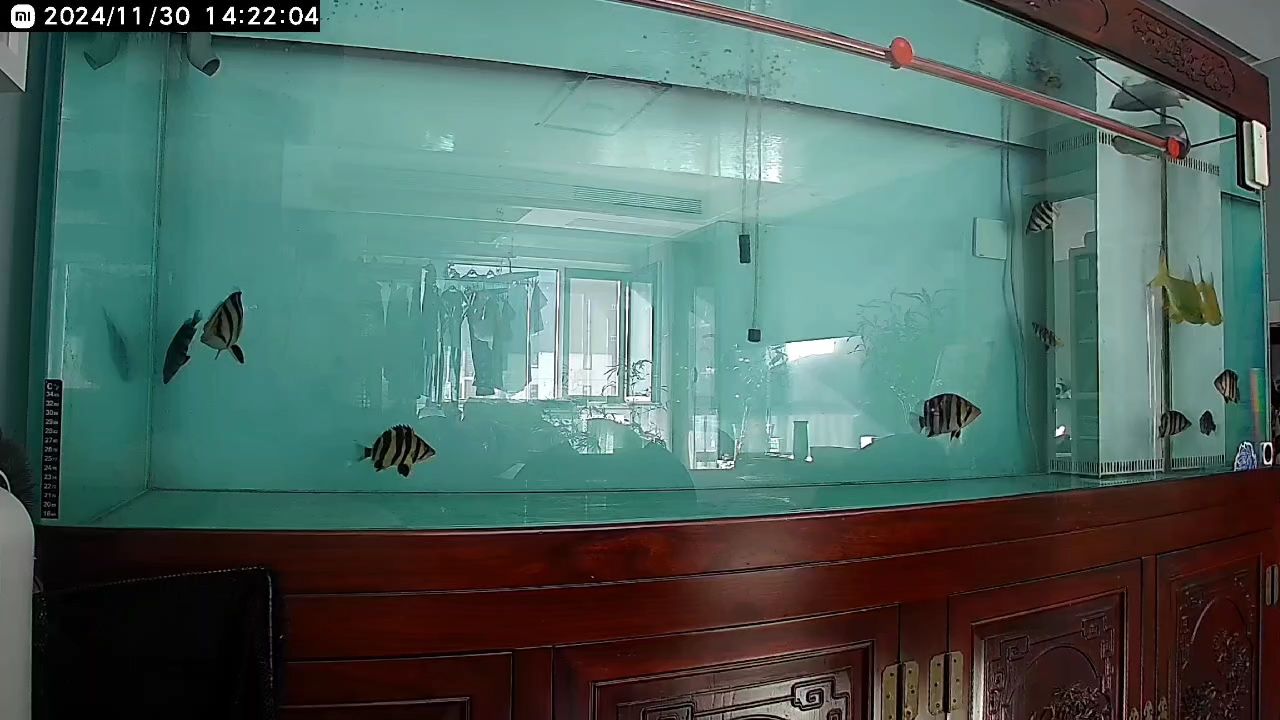 從新開始玩魚 從新開始玩魚 龍魚論壇
