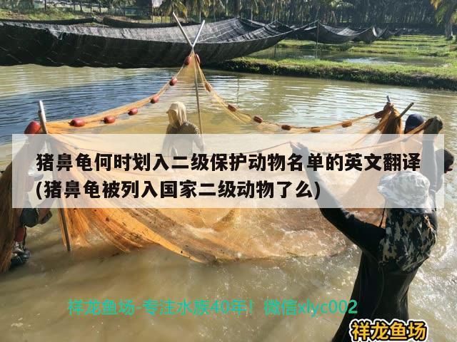 豬鼻龜何時劃入二級保護動物名單的英文翻譯(豬鼻龜被列入國家二級動物了么) 豬鼻龜何時劃入二級保護動物名單的英文翻譯(豬鼻龜被列入國家二級動物了么) 豬鼻龜百科