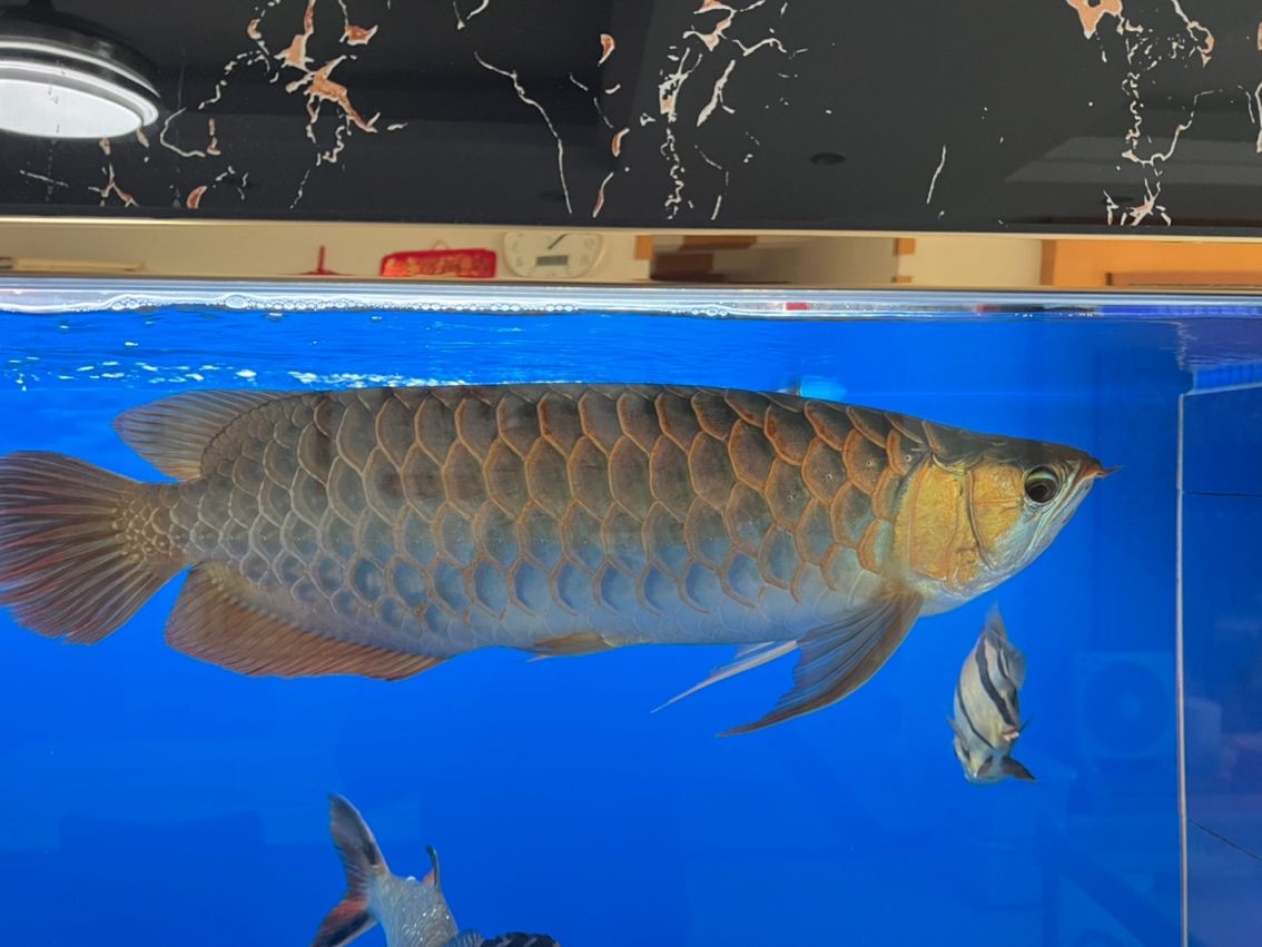 24年12月1日 24年12月1日 龍魚論壇 第1張