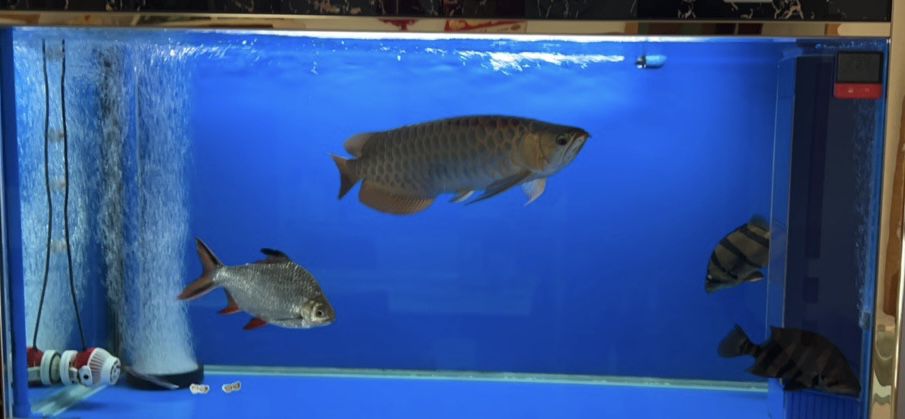 24年12月1日 24年12月1日 龍魚論壇 第4張