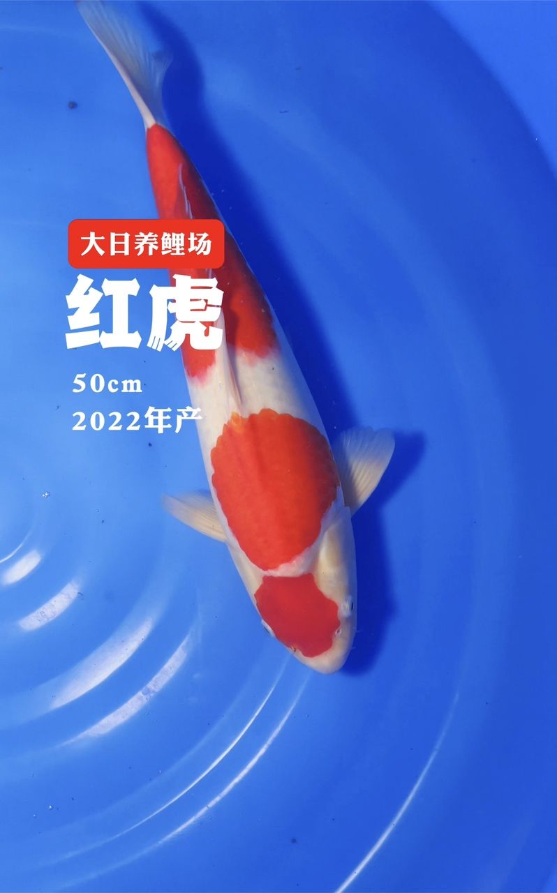 大日紅虎三段紅白