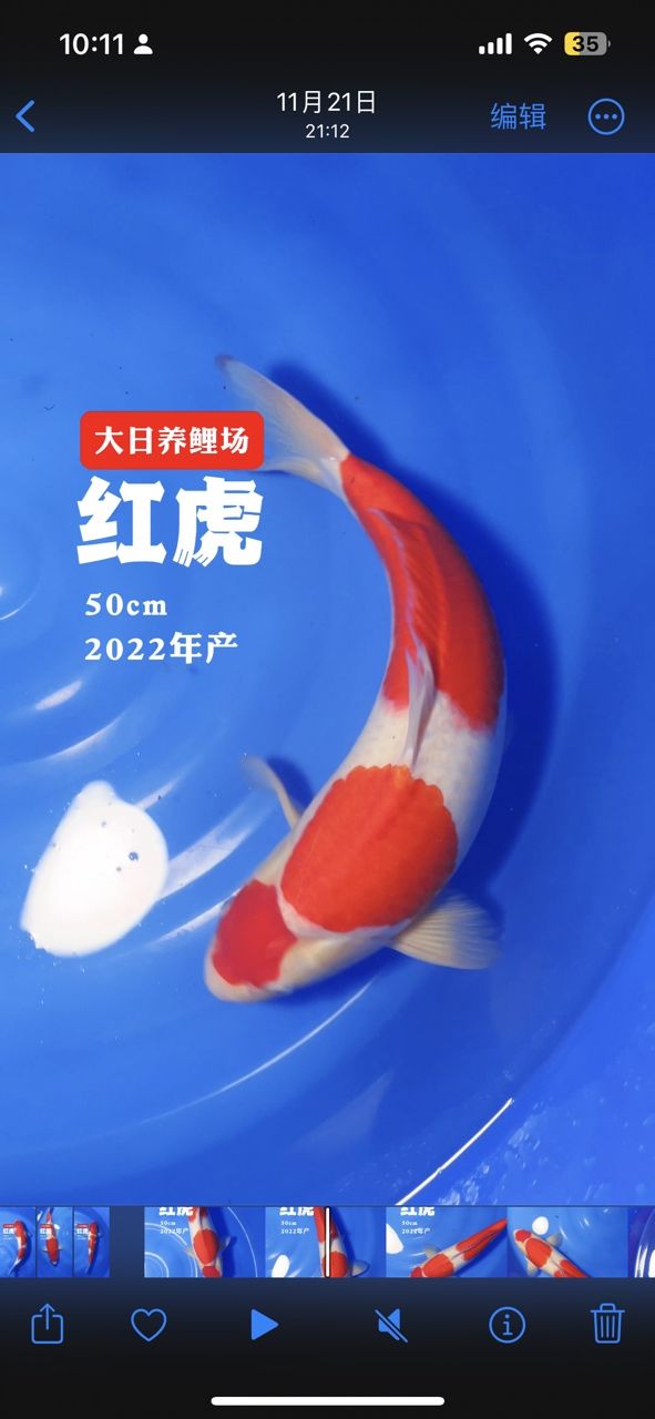 大日紅虎三段紅白