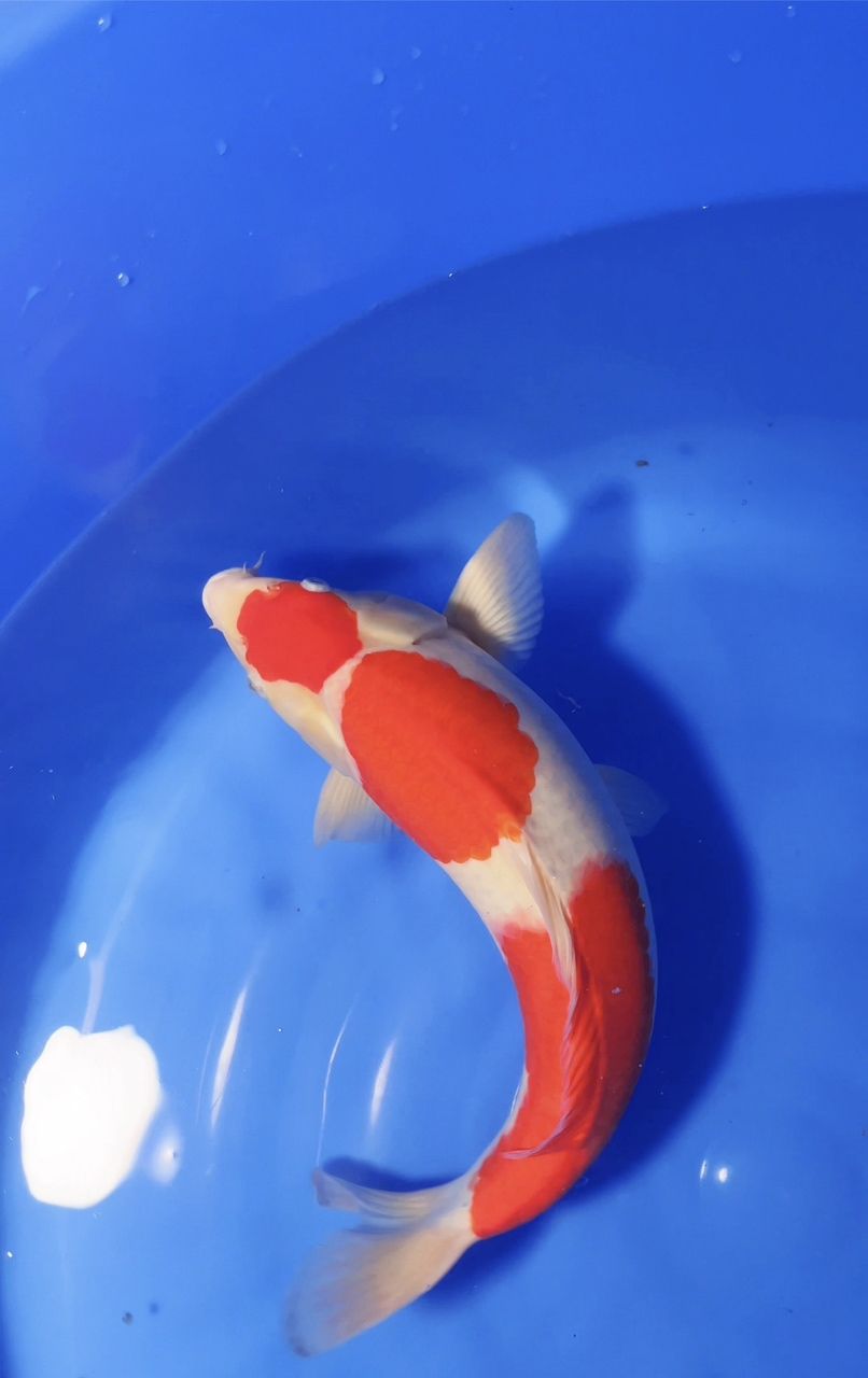 大日紅虎三段紅白