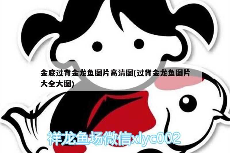 金底過背金龍魚圖片高清圖(過背金龍魚圖片大全大圖)