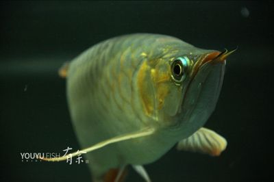 魟魚可以養兩只公的嗎：魟魚可以養兩只公的，但這并不常見,