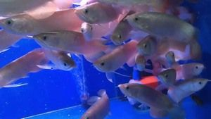 紅龍魚吃飼料好還是吃蝦肉好：紅龍魚喂食蝦和飼料的詳細信息