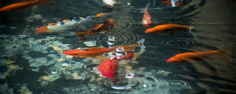 紅龍魚吃飼料好還是吃蝦肉好：紅龍魚喂食蝦和飼料的詳細信息