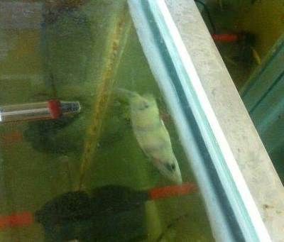8公分虎魚喂什么最好養：8公分的虎魚喂什么最好養 8公分虎魚喂什么最好養：8公分的虎魚喂什么最好養 虎魚百科 第1張
