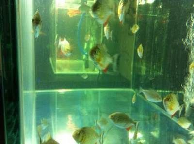 8公分虎魚喂什么最好養：8公分的虎魚喂什么最好養 8公分虎魚喂什么最好養：8公分的虎魚喂什么最好養 虎魚百科 第3張