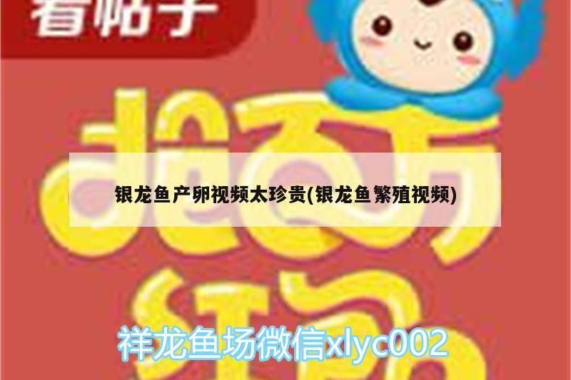 銀龍魚產卵視頻太珍貴(銀龍魚繁殖視頻)